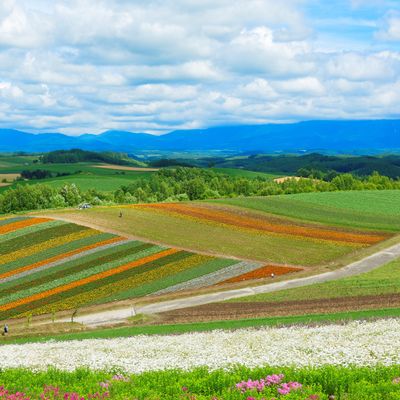 とにかく安く行きたい!7月 北海道ツアーイメージ