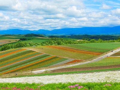 とにかく安く行きたい!7月 北海道ツアーイメージ
