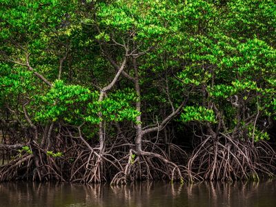 西表島フリープランイメージ