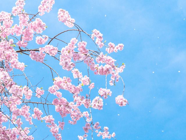 4月とにかく安くいきたい東北イメージ