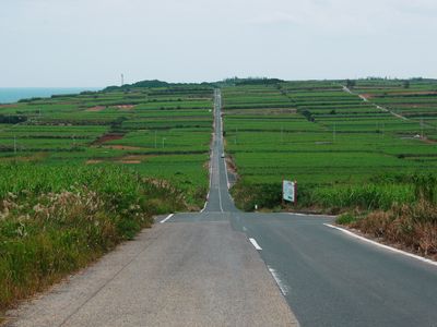 サトウキビの一本道