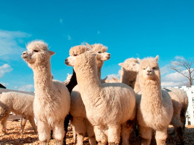 展望花畑 四季彩の丘イメージ