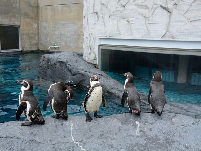 旭山動物園1DAYピクニック号利用!札幌ステイイメージ