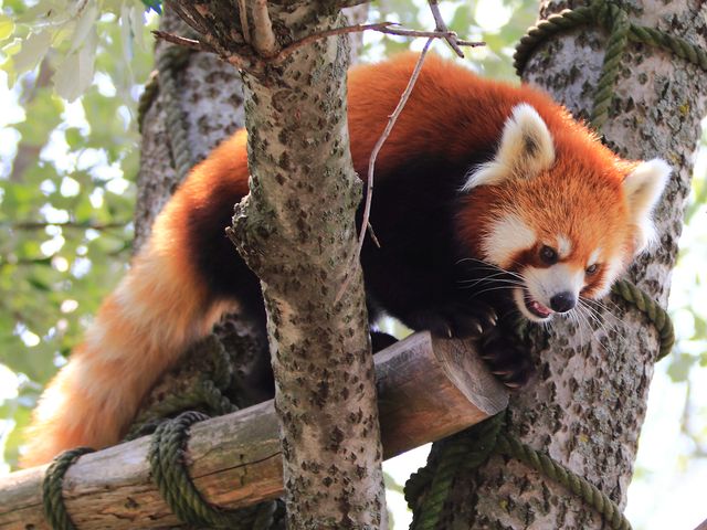 旭山動物園&青い池・ファーム富田・ニングルテラス満喫バスツアーイメージ