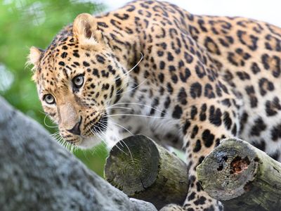 旭山動物園・美瑛・富良野 日帰りバスツアーイメージ
