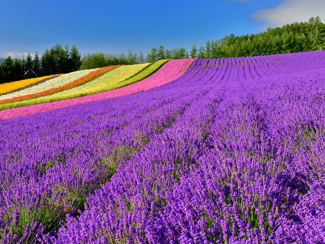 富良野・美瑛・旭川イメージ