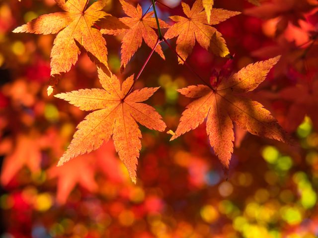 11月とにかく安くいきたい東北イメージ