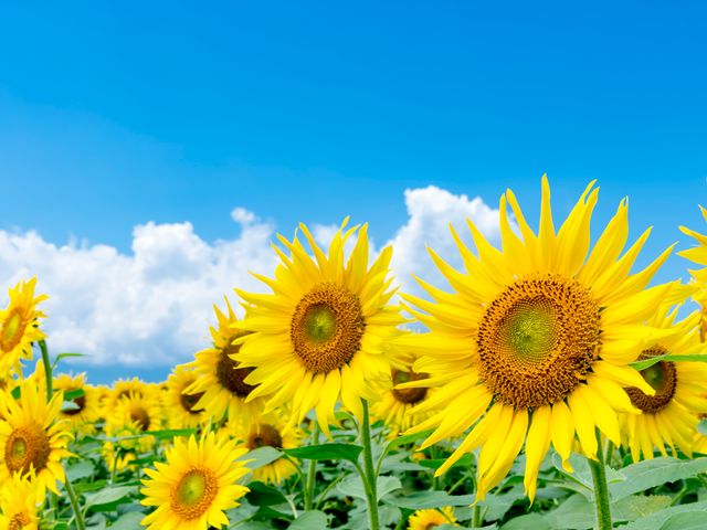 7月とにかく安くいきたい東北旅行イメージ
