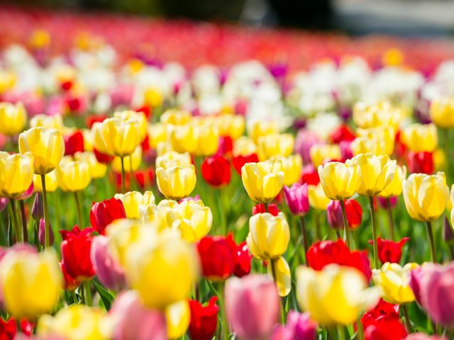 3月とにかく安くいきたい東北イメージ