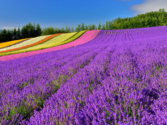 ファーム富田イメージ