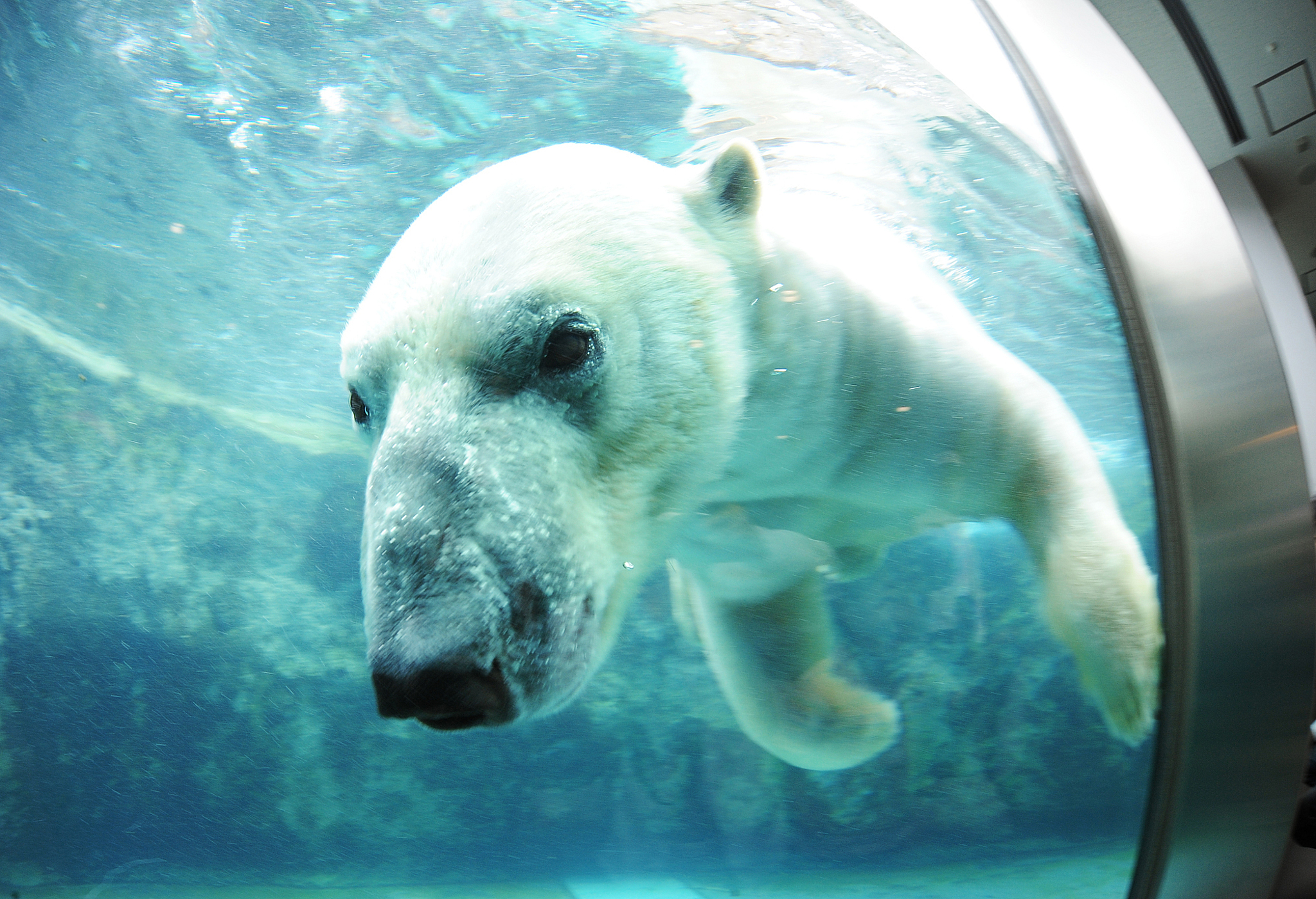 旭山動物園の入場券付 格安の北海道ツアー 東京発 北海道旅行 北海道ツアーなら格安旅行のj Trip