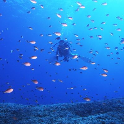 Bonz.Okinawaイメージ