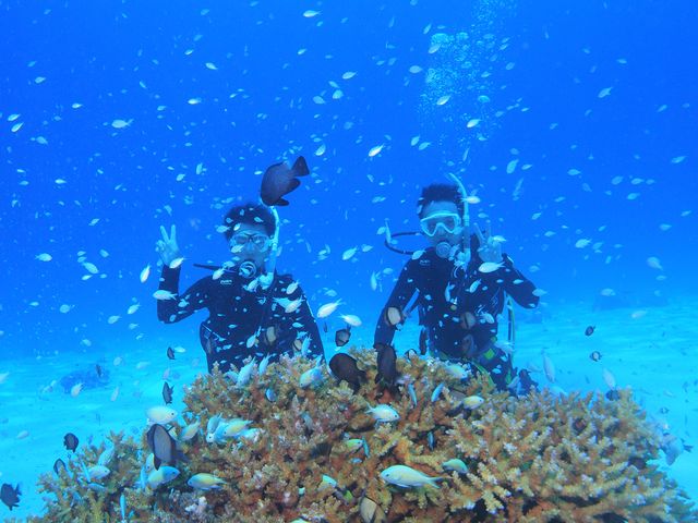 体験ダイビングツアーイメージ