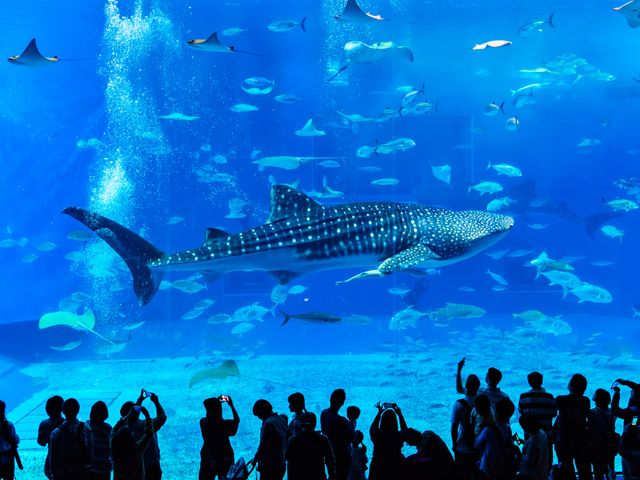 アーリーサマーSALE限定！沖縄本島フリープラン・レンタカー付イメージ