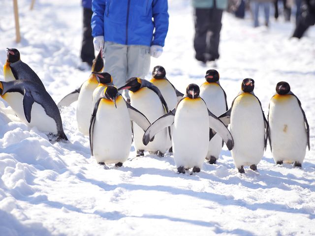 旭山動物園の入場券付 格安の北海道ツアー 東京発 北海道旅行 北海道ツアーなら格安旅行のj Trip