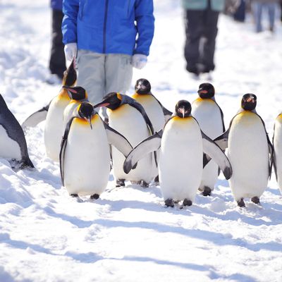 【入園券付】旭山動物園＆青い池ツアー｜札幌発着バスで巡る北海道周遊イメージ