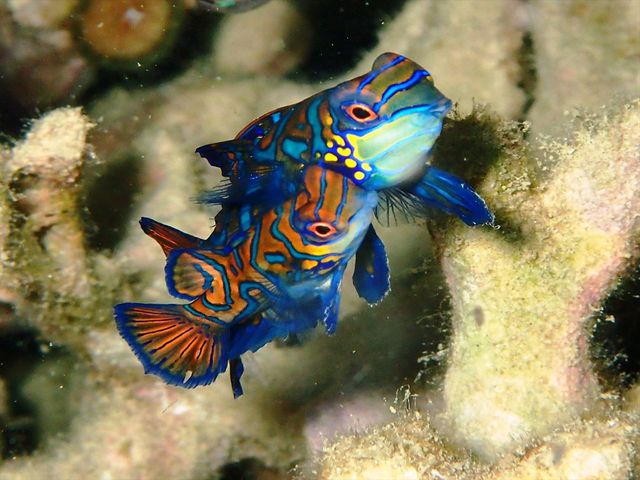 東シナ海北部の魅力イメージ