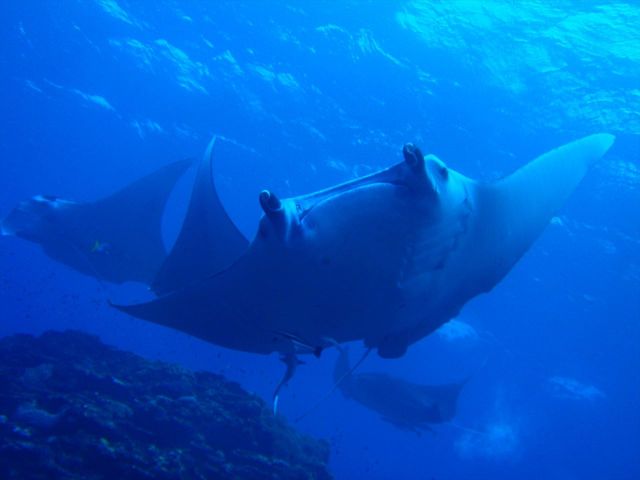 カマンタダイビングクラブイメージ