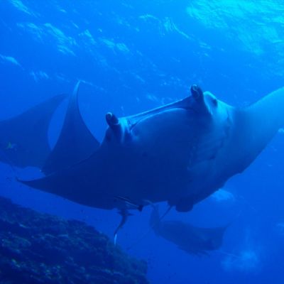 カマンタダイビングクラブイメージ