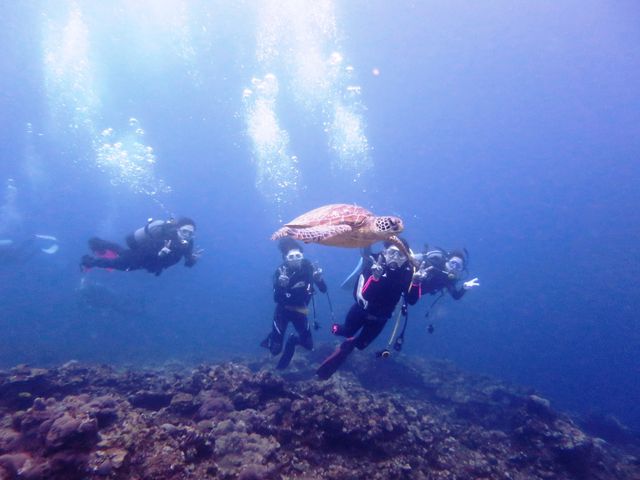 那覇 Pilialoha ピリアロハ 大阪発 沖縄ダイビングツアーならj Dive ジェイダイブ 沖縄本島 離島格安プランが充実