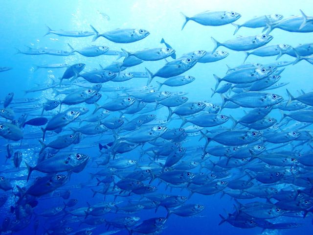 魚影が濃い東海岸イメージ