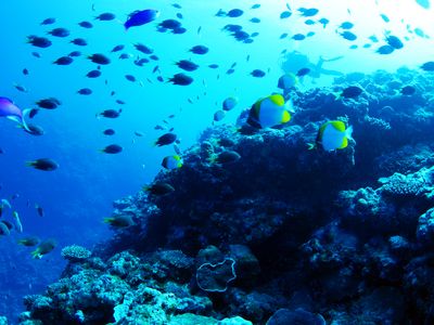 与論島ダイビングツアーイメージ