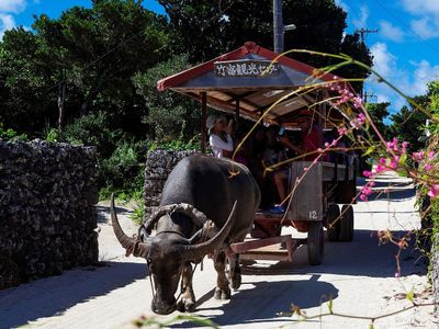 竹富島エンジョイ水牛車プラン 昼食なし 石垣島ドリーム観光 東京出発 1日間 J Tripオプショナルツアー