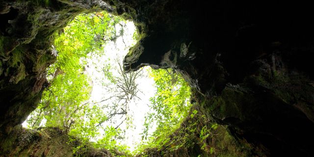 ウィルソン株