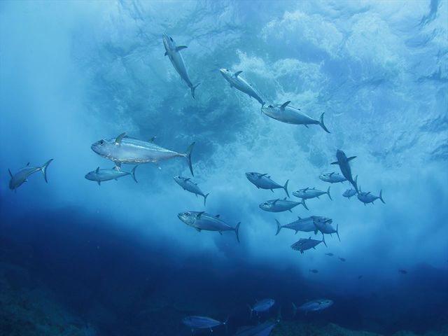 生き物好きにおすすめのショップイメージ