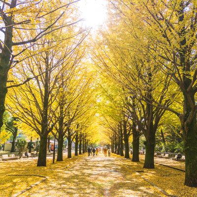 とにかく安くいきたい！10月 東京ツアーイメージ