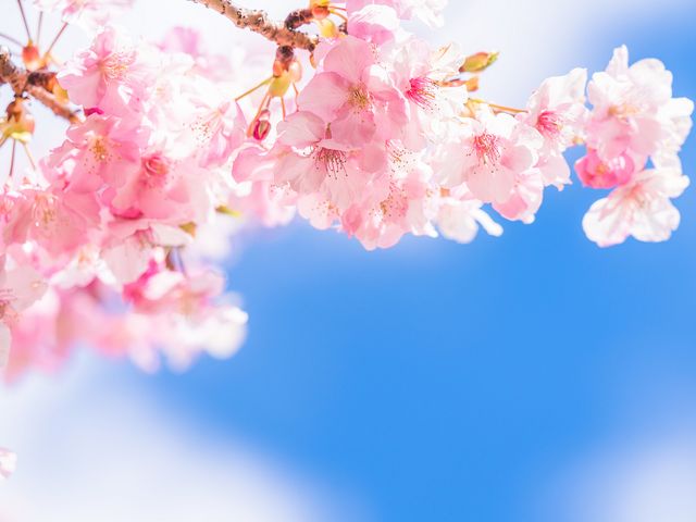 4月とにかく安くいきたい東北イメージ