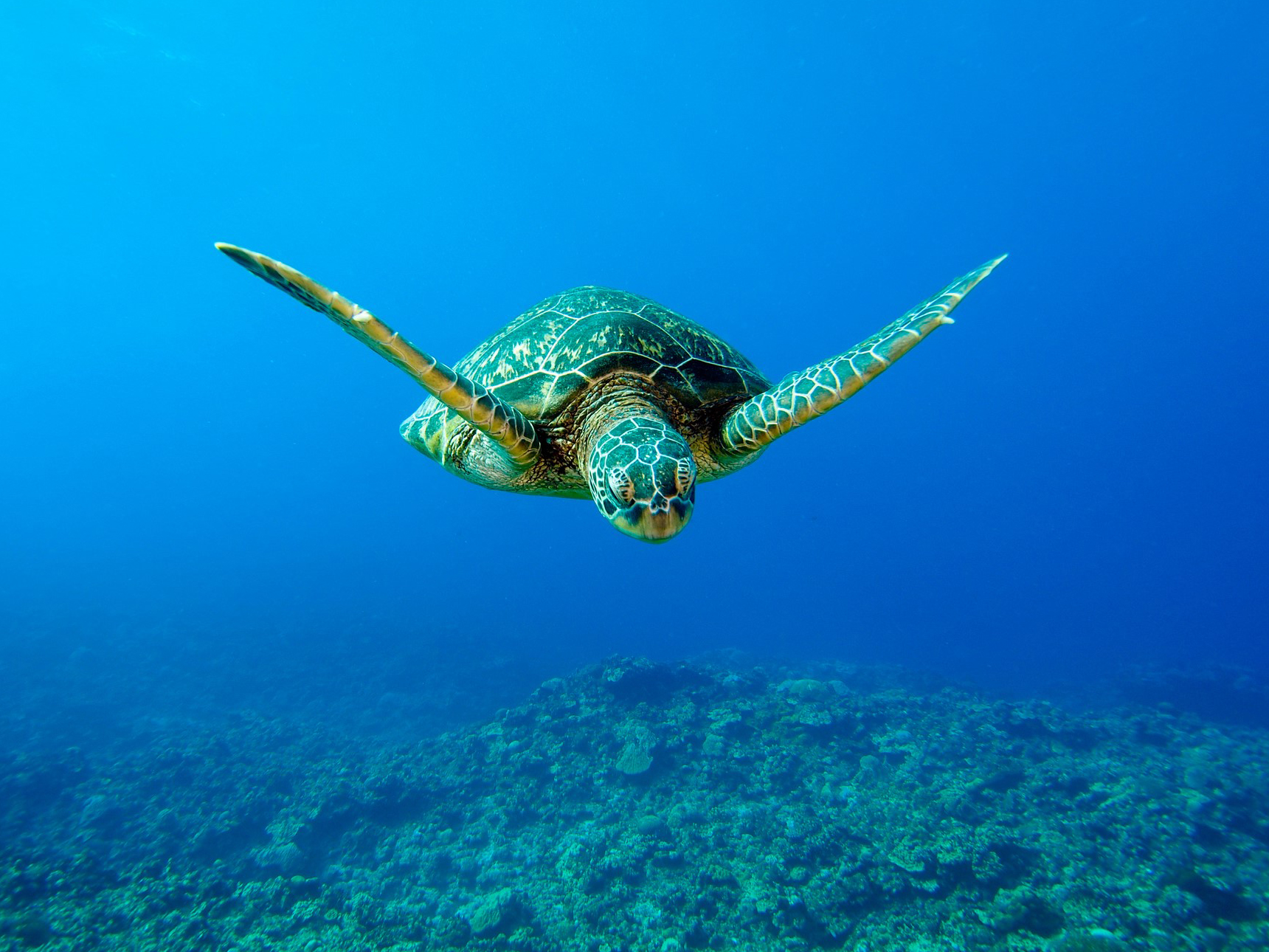 ウミガメと一緒にダイビング♡高確率で会えるポイントは？ 東京発