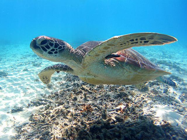 宮古島で出会える生き物たちイメージ