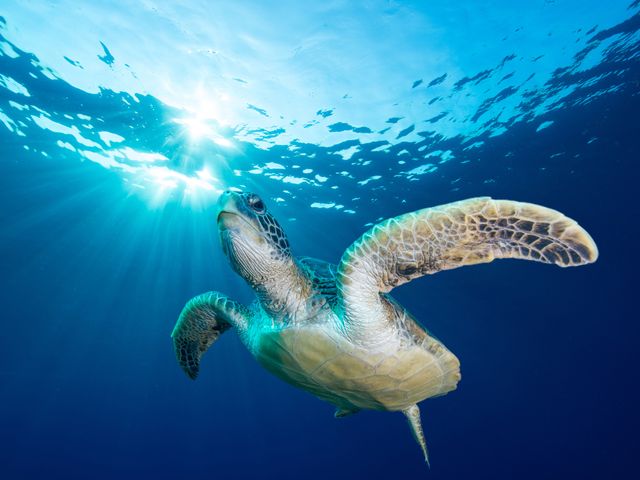 ウミガメに遭遇しやすい時期は？イメージ