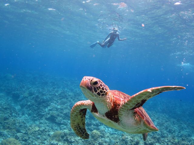 ウミガメと泳ぐシュノーケリングイメージ