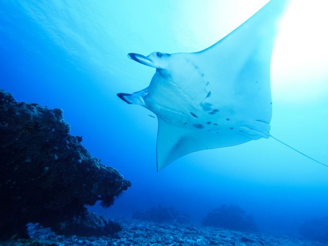 マンタスクランブルを知りたい！<br />
イメージ