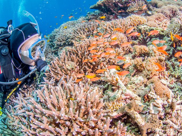 おきなわトロピコイメージ