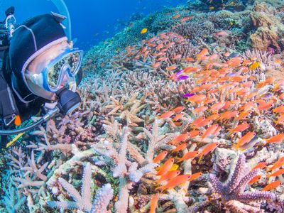 PADIスクーバ・ダイバー・コース取得イメージ