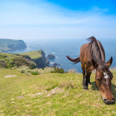 隠岐諸島のホテルイメージ