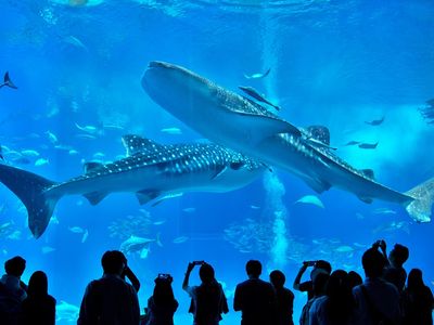 沖縄美ら海水族館