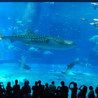 家族旅行で沖縄を知り尽くす！ ～子供が学校で自慢できる旅～イメージ