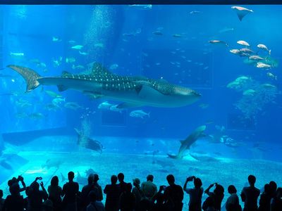 家族旅行で沖縄を知り尽くす! ~子供が学校で自慢できる旅~イメージ