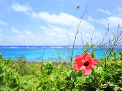 宮古島のハイビスカス