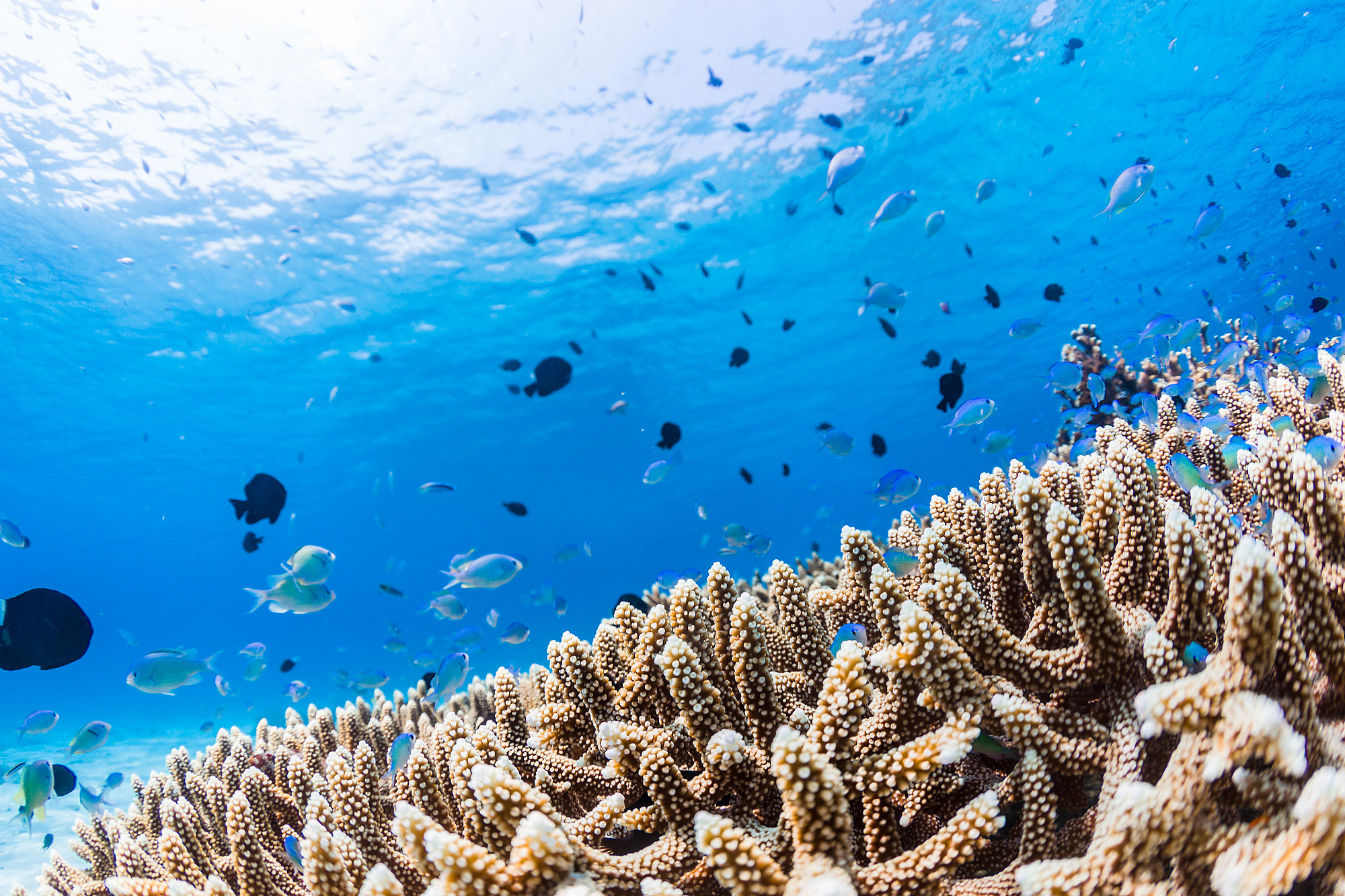 サンゴ礁の海で潜ろう！おすすめダイビングポイント 東京発｜沖縄