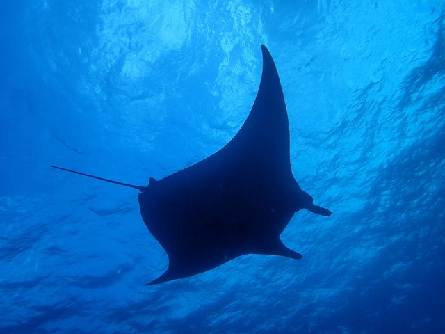 潜るのにおすすめの時期は？イメージ