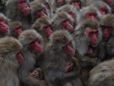 銚子渓おさるの国
