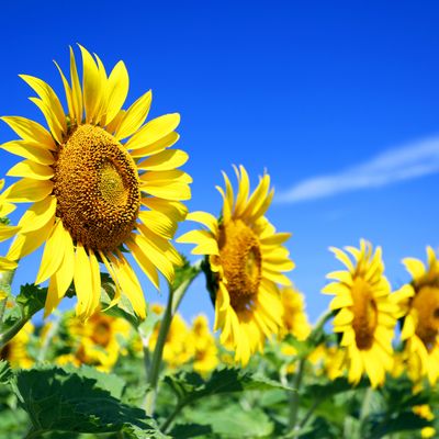 夏休みにおすすめの九州ツアーイメージ