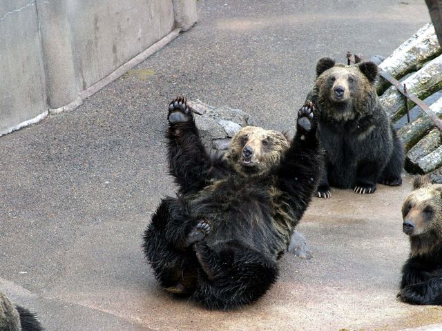 のぼりべつクマ牧場イメージ