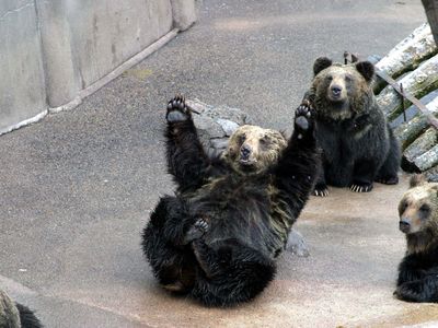 のぼりべつクマ牧場