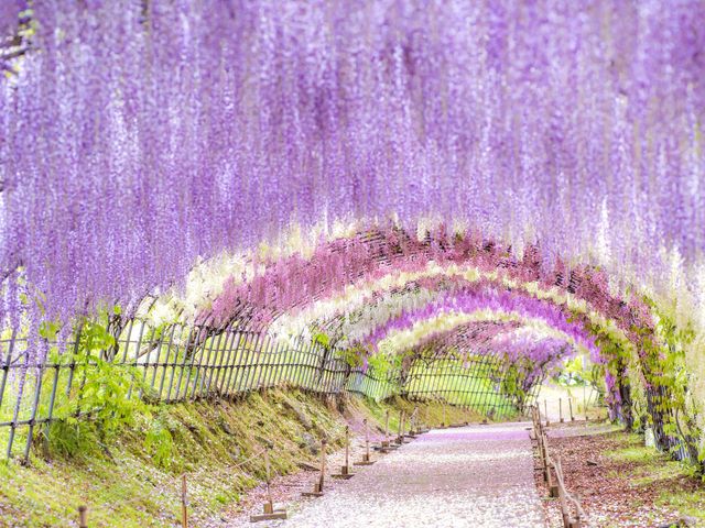 4月の九州旅行 観光情報イメージ